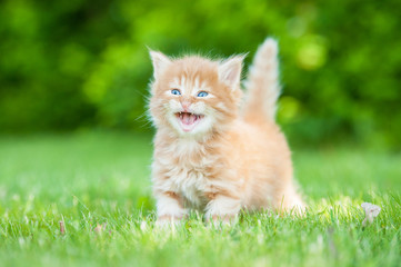 Naklejka na ściany i meble Little red kitten meowing outdoors in summer