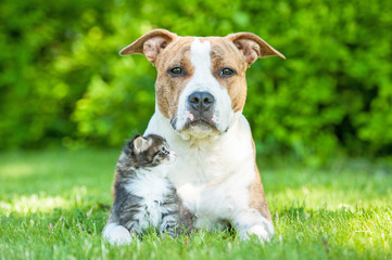 Obraz premium American staffordshire terrier dog with little kitten