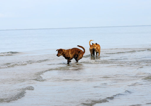 Dog swimming in the sea