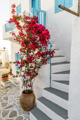 Blooming bougainvillea in a ceramic pot at the entrance to a traditional Greek house, Milos island, Cyclades, Greece.
