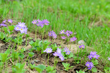 高山に群生するハクサンコザクラ