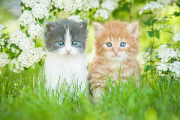 Two little kittens sitting near white flowers
