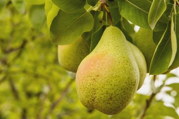 Груши на дереве