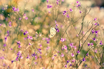 steppe grass flowers butterfly