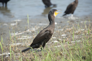 カワウ（河鵜）　1羽