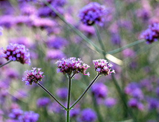 Purple flowers in the meadow in sunlight