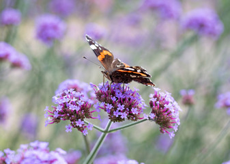 Butterfly on purple flowers in sunlight