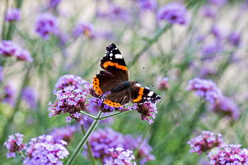 Butterfly on purple flowers in sunlight