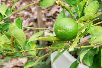 lime on branch
