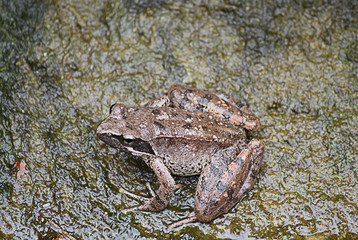 frog in the water