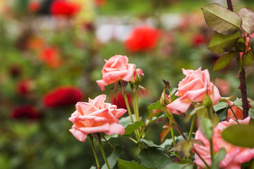 blurred background pink roses on a bed of flowers