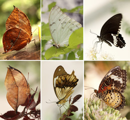 Motyle egzotyczne mix - obrazy, fototapety, plakaty