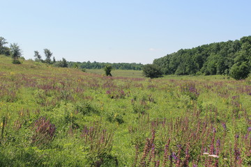 Fototapeta na wymiar Meadow of wild purple salvia flowers