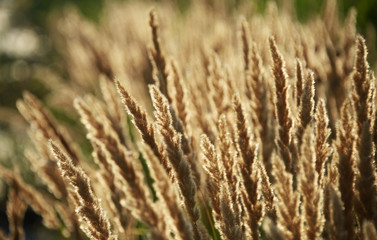 Obraz premium Reed at sunset, closeup shot