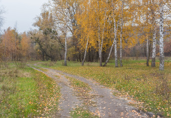 Golden leaves on branch, autumn wood 