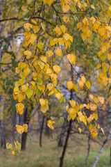 Falling autumn birch leaves 