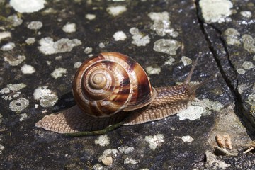 snail and its dung