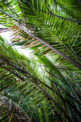 Obraz premium Palm trees and palm fronds along the canal 