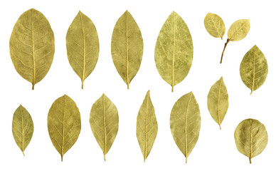 bay leaf collection isolated on white background