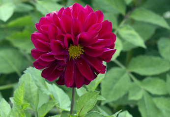 Цветок георгин красный