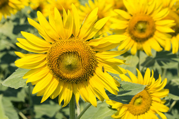 Obraz premium Ayçiçeği Tarlası