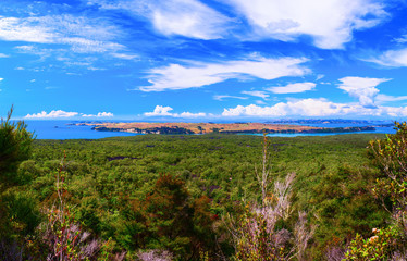 Fototapeta na wymiar Rangitoto Island, district of Auckland City. New Zealand.