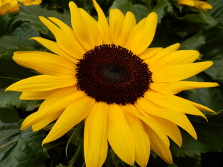 Obraz premium Sonnenblume