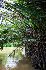 Palm trees and palm fronds along the canal 