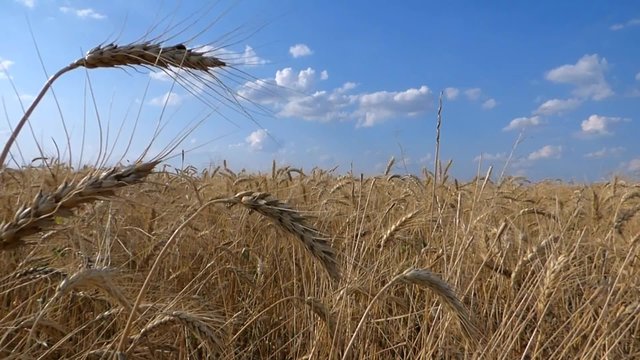 Field of wheat ready for harvest