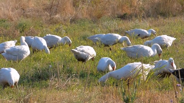 White geese graze the grass in the meadow