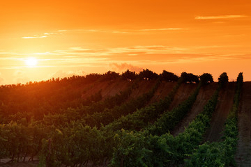 Vignoble Corse dans la plaine d'Al&eacute;ria
