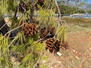 Cones on pine tree