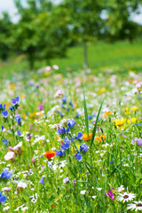 Bunte Blumenwiese