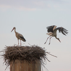 Two white storks
