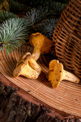 Chanterelle