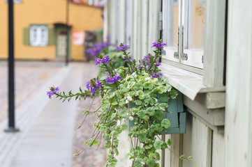 Fototapeta na wymiar Closeup of pot with violet flowering plants in a typical european town street