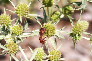 duo d'insectes sur chardon