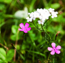 Fototapeta premium Purple small wild flowers in the woods