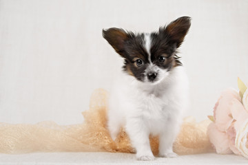 Papillon,  ButterflyDog, SquirrelDog in front of a white background