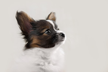 Papillon,  ButterflyDog, SquirrelDog in front of a white background