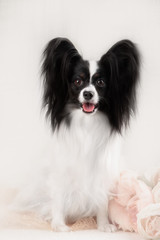 Papillon breed dog on a white background