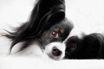 Close-up portrait of a papillon breed dog. Isolated on a white background
