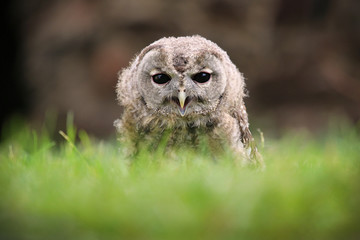 tawny owl in the wild