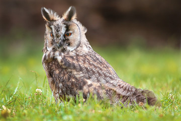 eared owl in the wild.