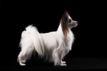 Portrait Papillon puppy age of four months on a black background