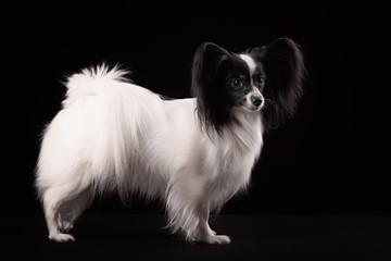 Portrait Papillon puppy age of four months on a black background