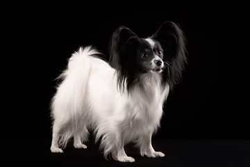 Obraz premium Portrait Papillon puppy age of four months on a black background