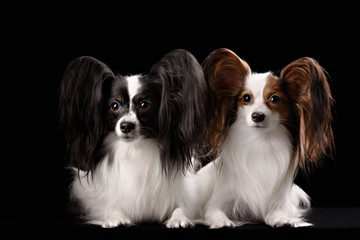 Two dogs of breed papillon on a black background