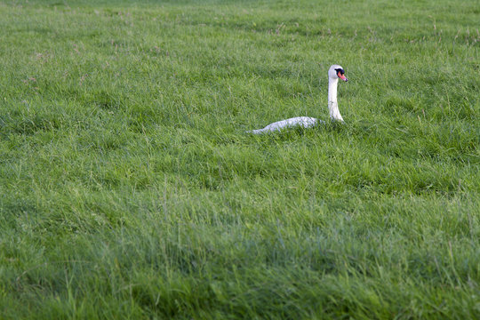Cisne vulgar sobre la hierba.