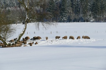 Schafe im Winter 
